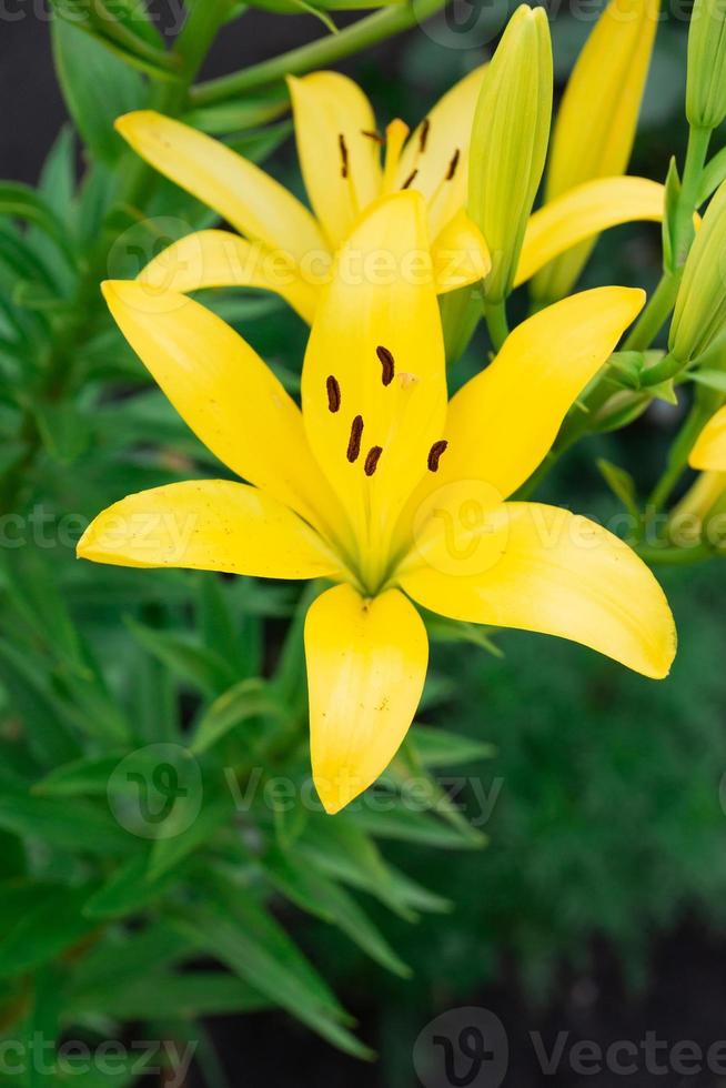 primer plano de una flor de lirio lirio amarillo 13410130 Foto de stock en  Vecteezy
