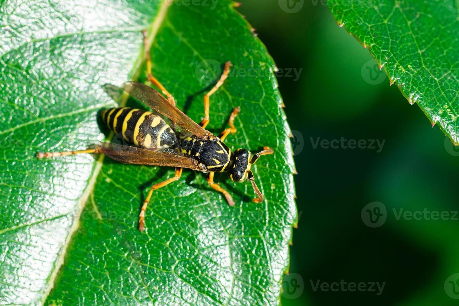 la avispa está sentada sobre hojas verdes. la peligrosa avispa común de rayas amarillas y negras se sienta en las hojas. foto