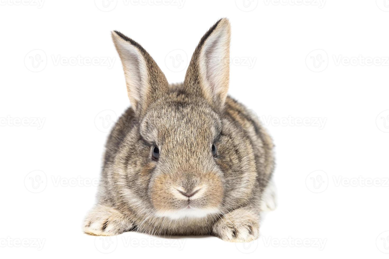 gray fluffy rabbit looking at the signboard. Isolated on white background. photo