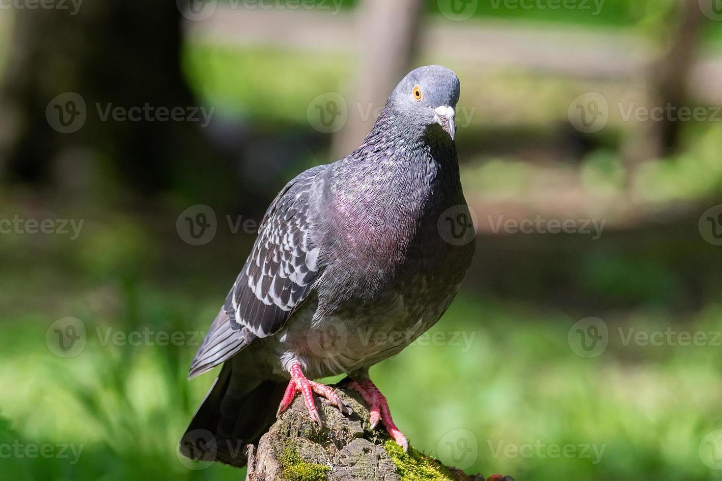 hermoso pájaro paloma de pie sobre la hierba. foto