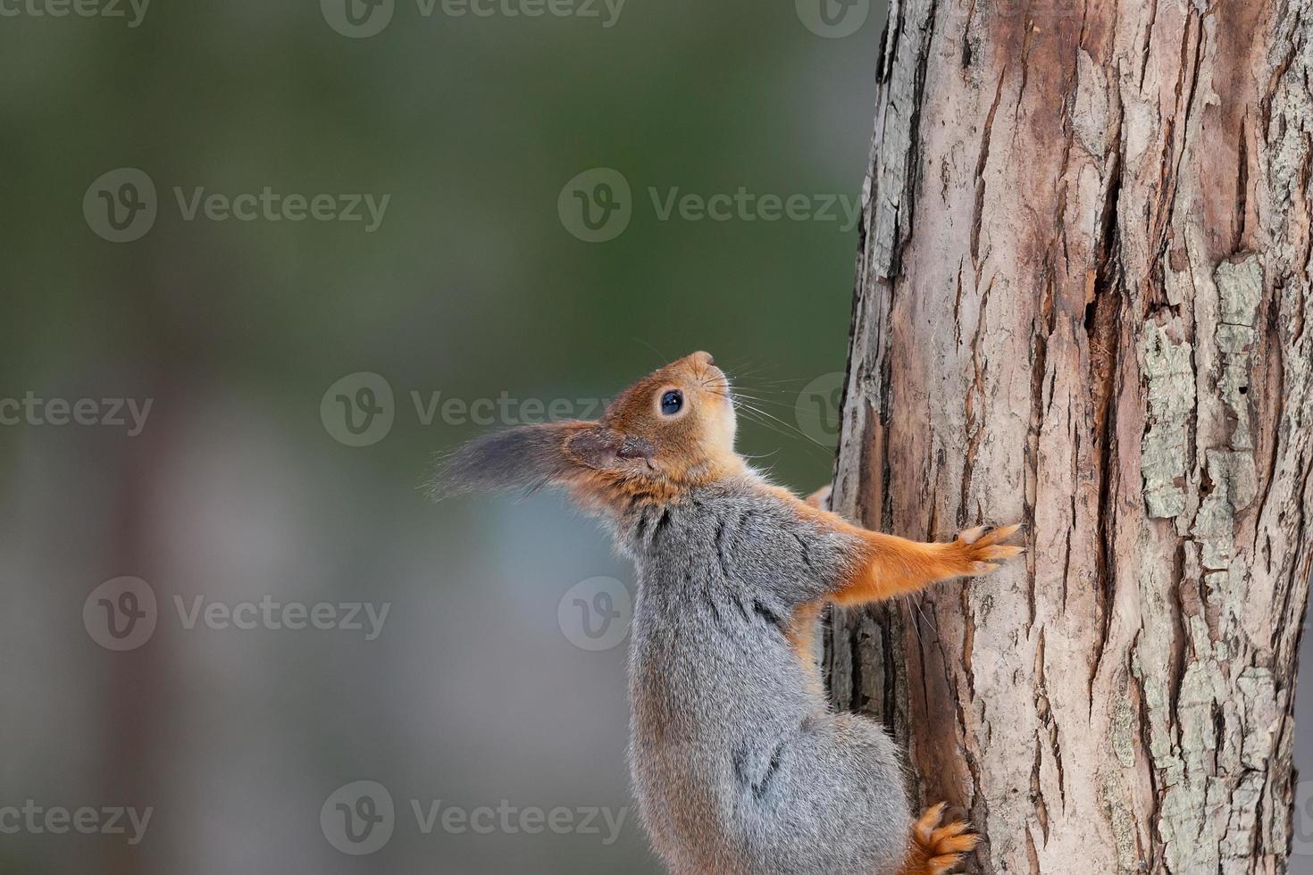 Red squirrel sitting on a tree branch in winter forest and nibbling seeds on snow covered trees background. photo