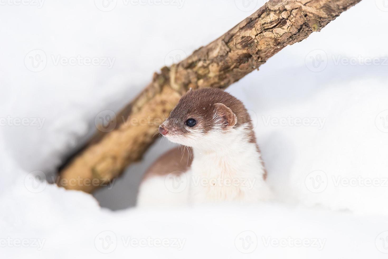 Least Weasel Mustela nivalis in snowy March photo