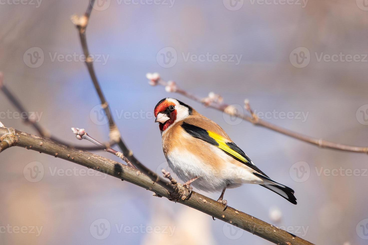 Goldfinch, Carduelis carduelis, perched on wooden perch with blurred natural background photo