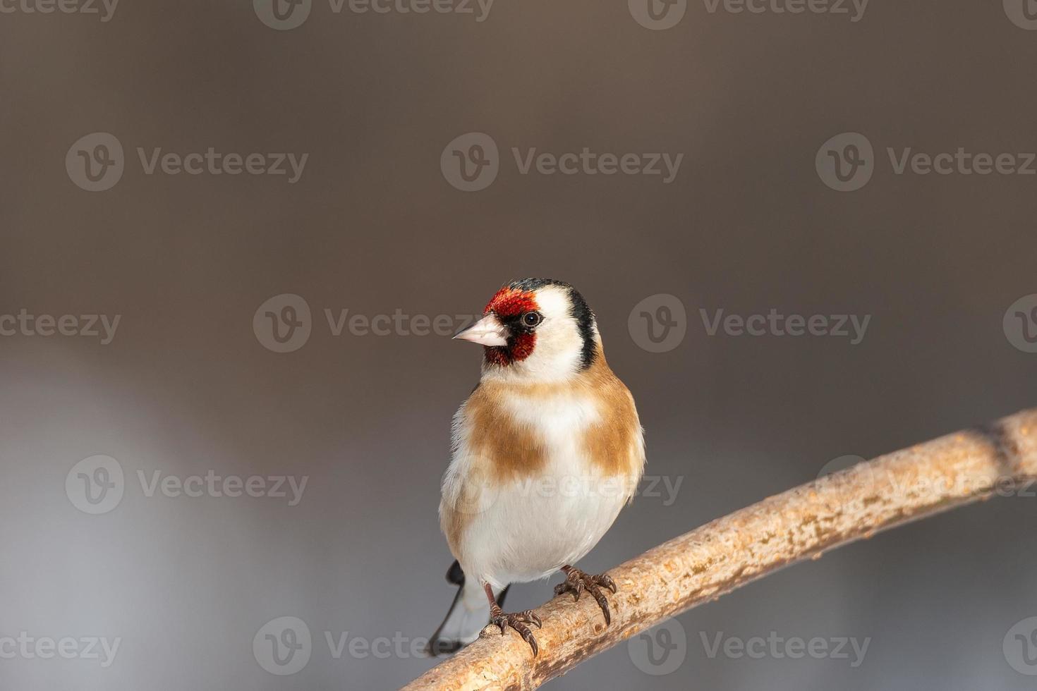Goldfinch, Carduelis carduelis, perched on wooden perch with blurred natural background photo