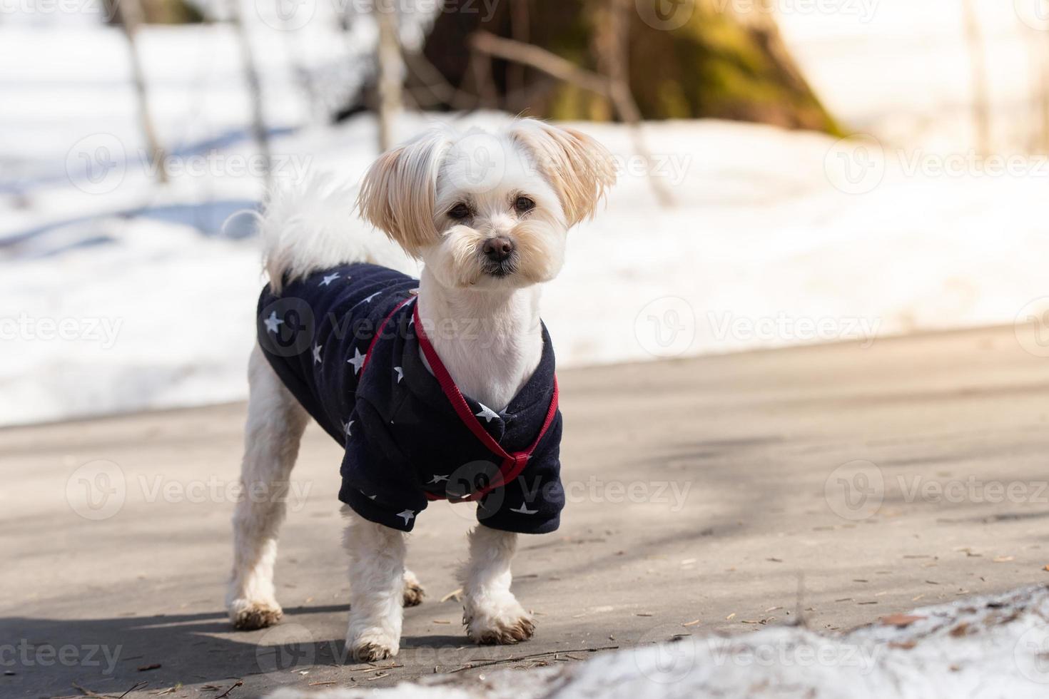 Bichon Frise in the snowy forest photo