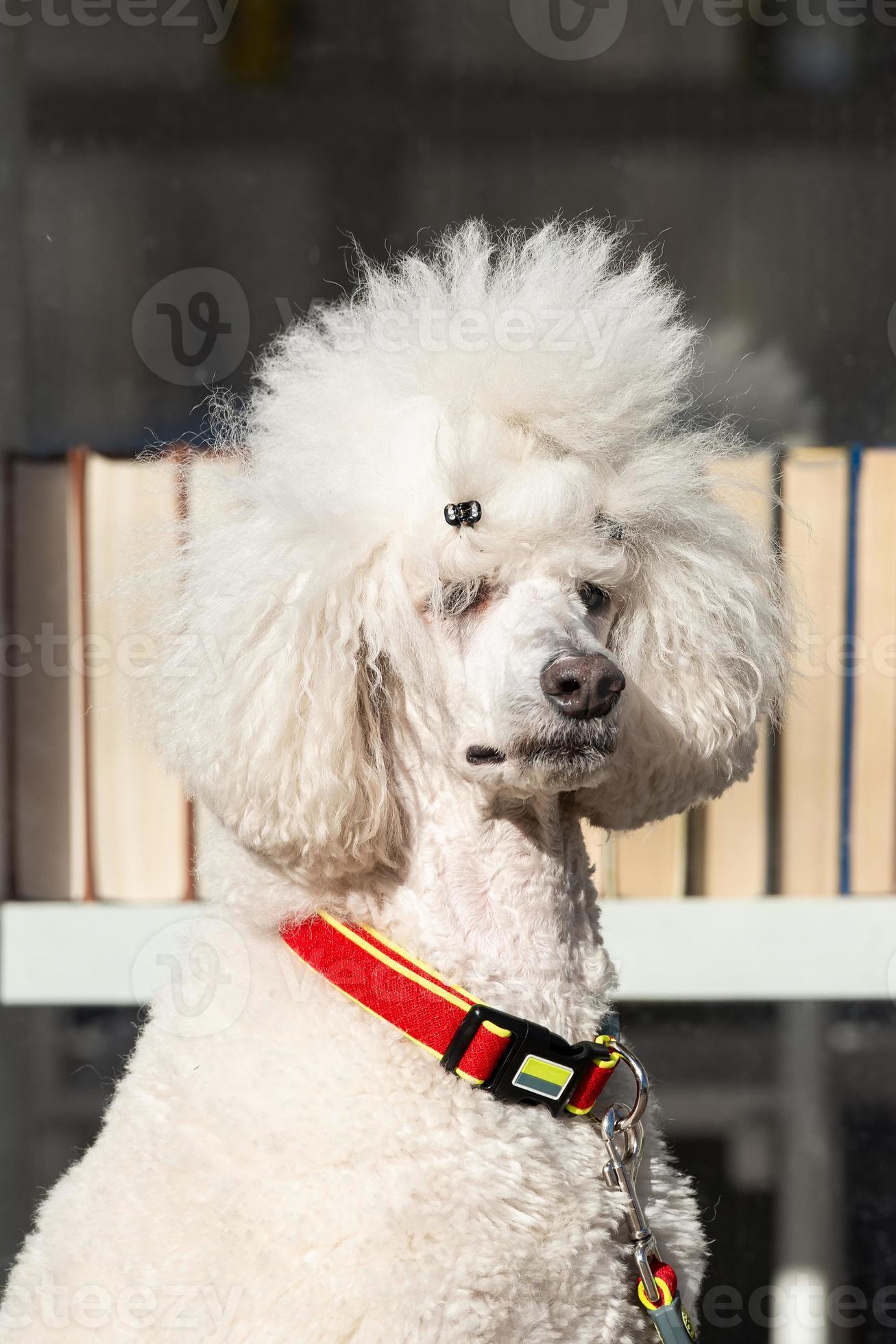 Fluffy white poodle walking in nature 13410256 Stock Photo at Vecteezy