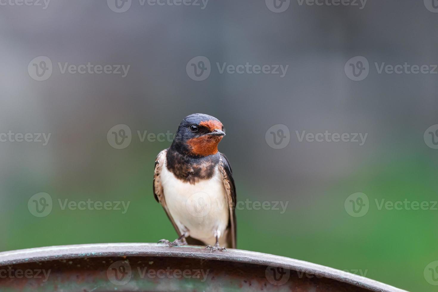 golondrina de pueblo en la valla. foto