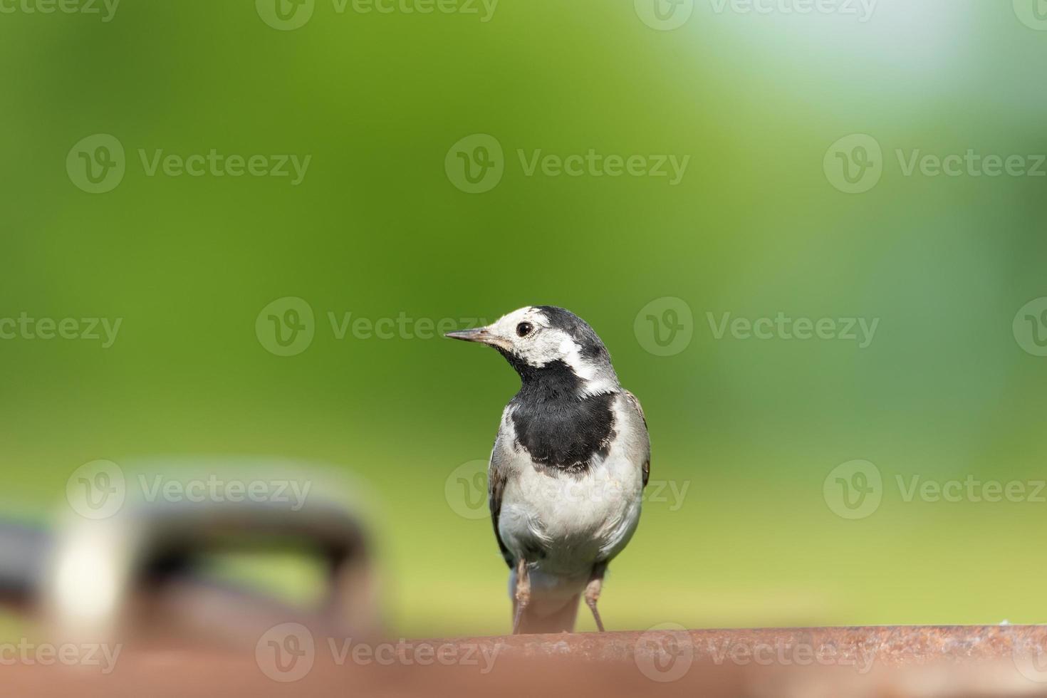 la lavandera blanca motacilla alba foto