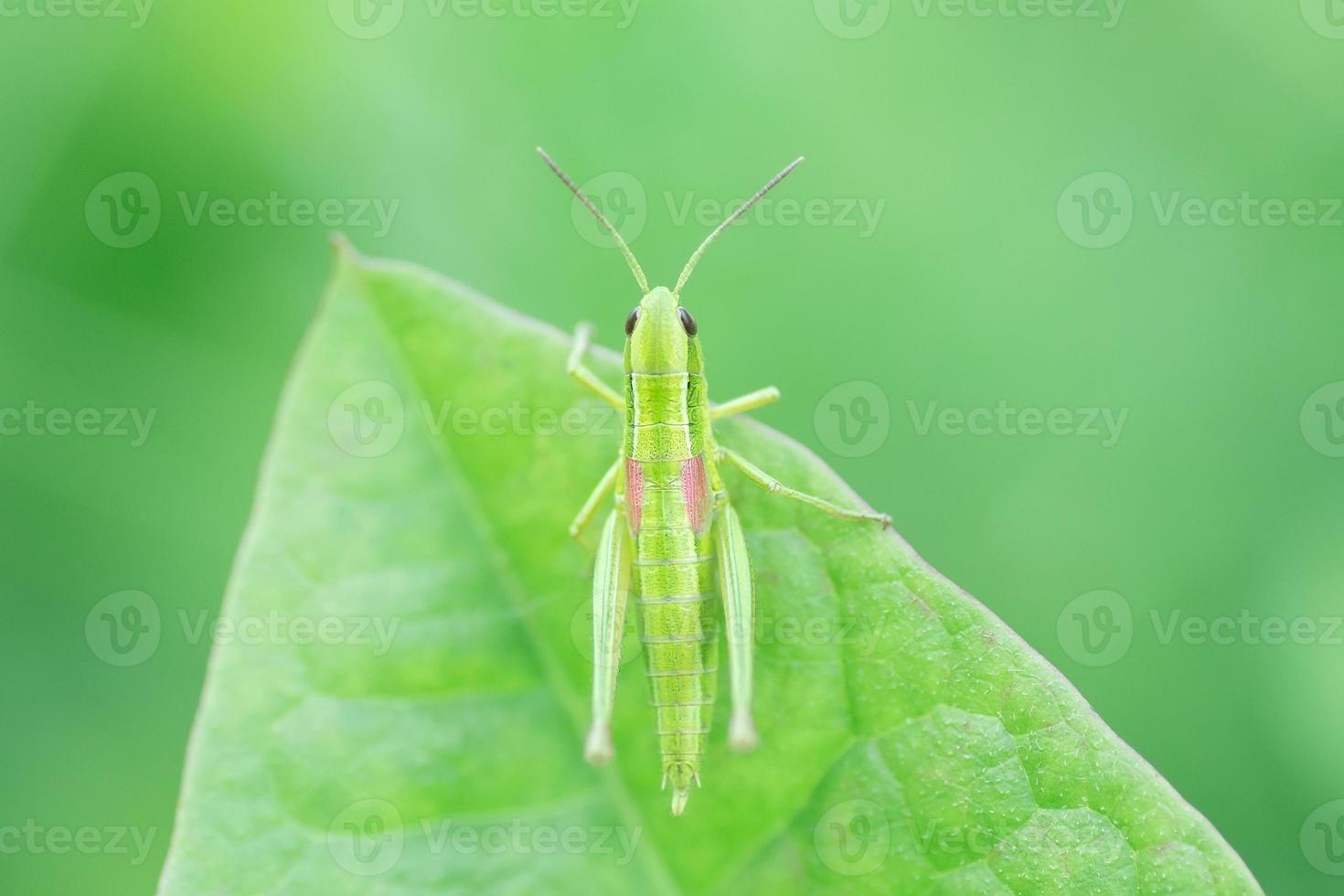 Grasshopper in the grass- close up view photo