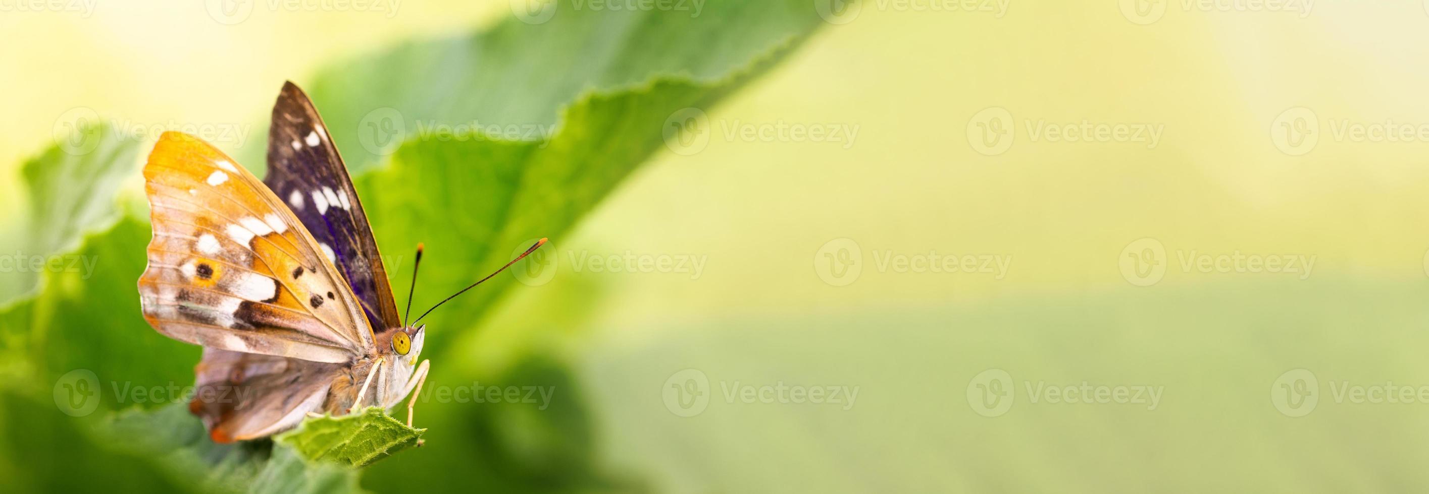 Butterfly on blossom flower in green nature. photo