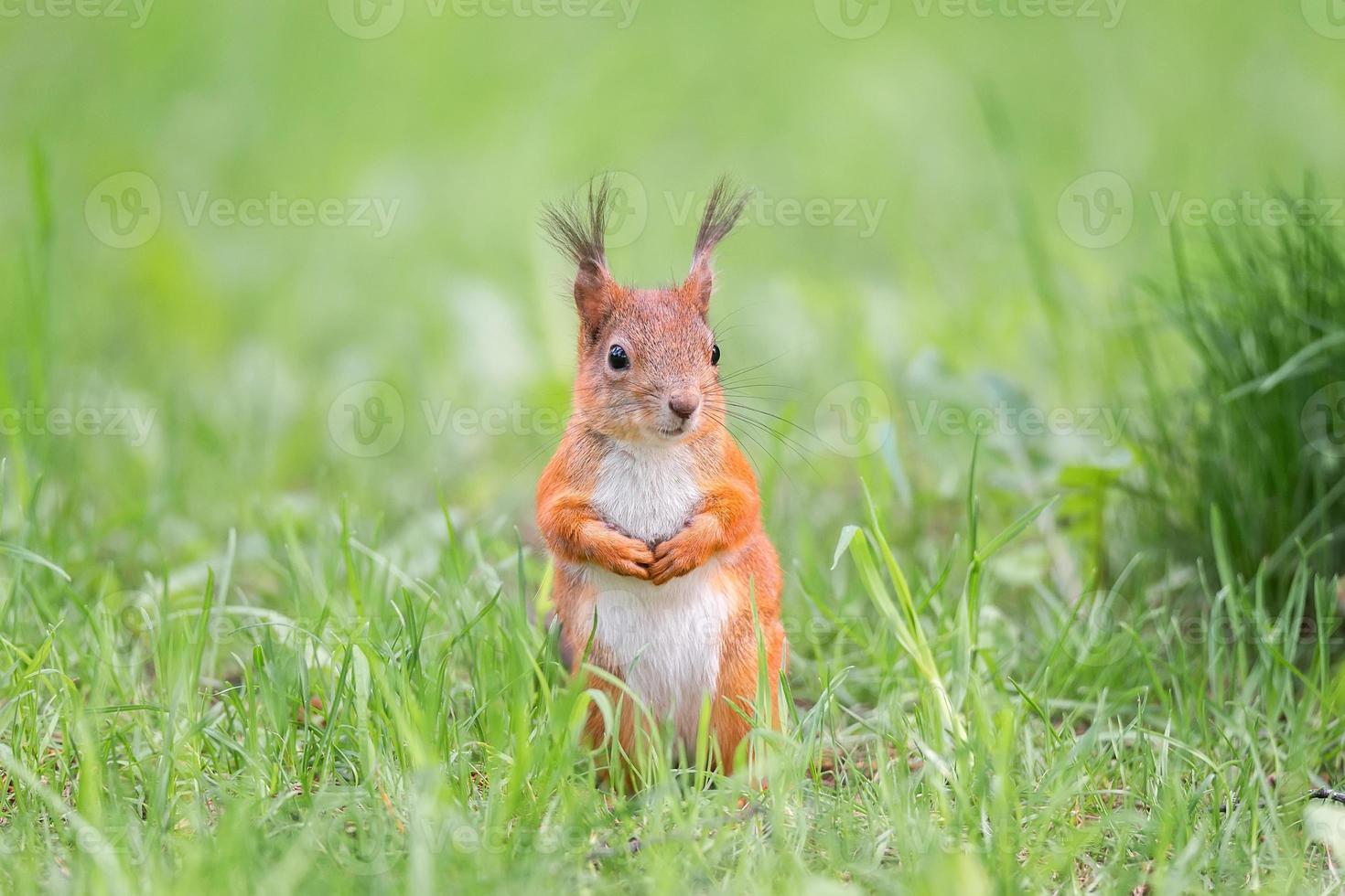 Red squirrel sits in the grass. photo
