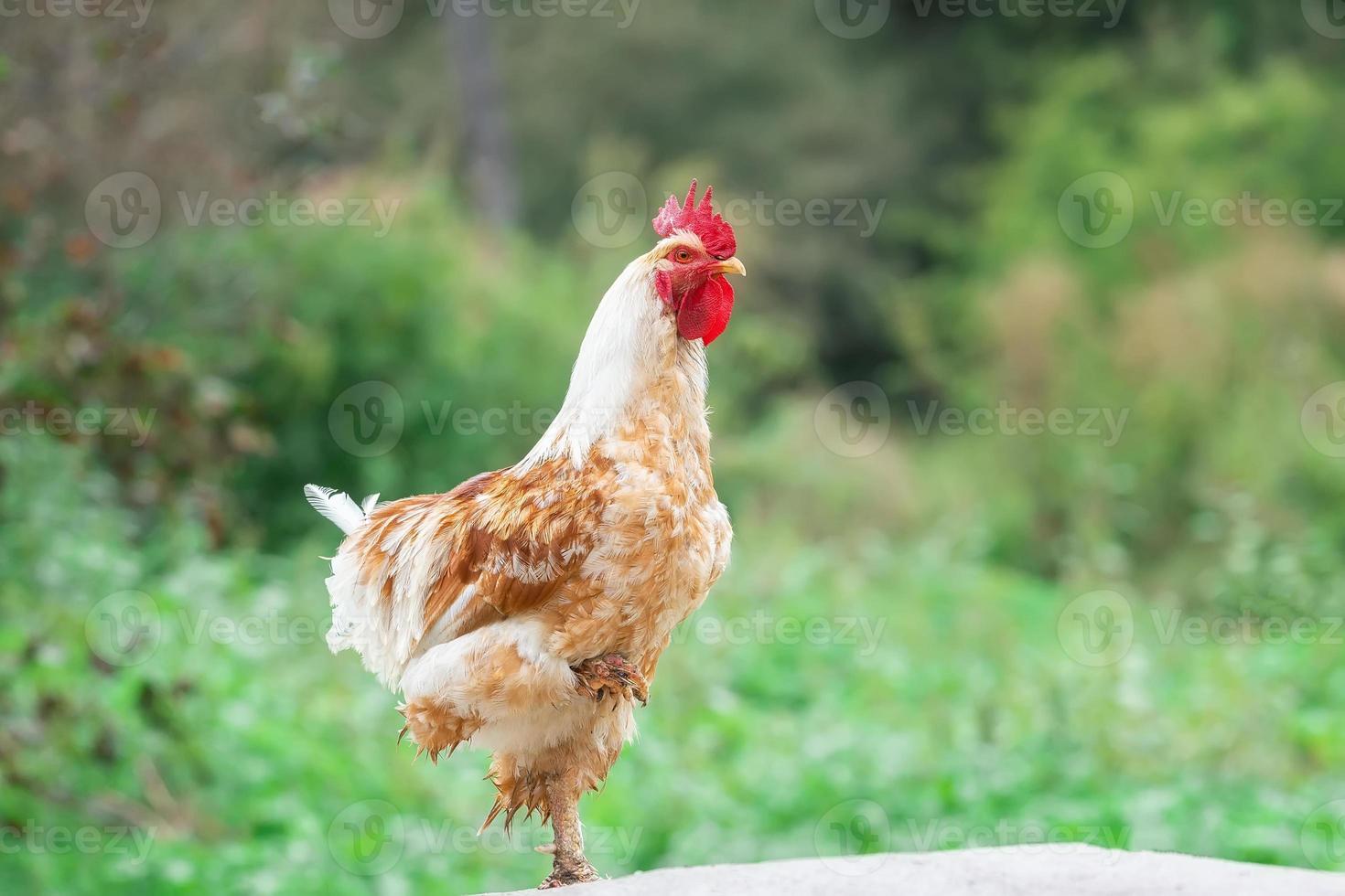 lindo gallo cantando en la granja.. foto