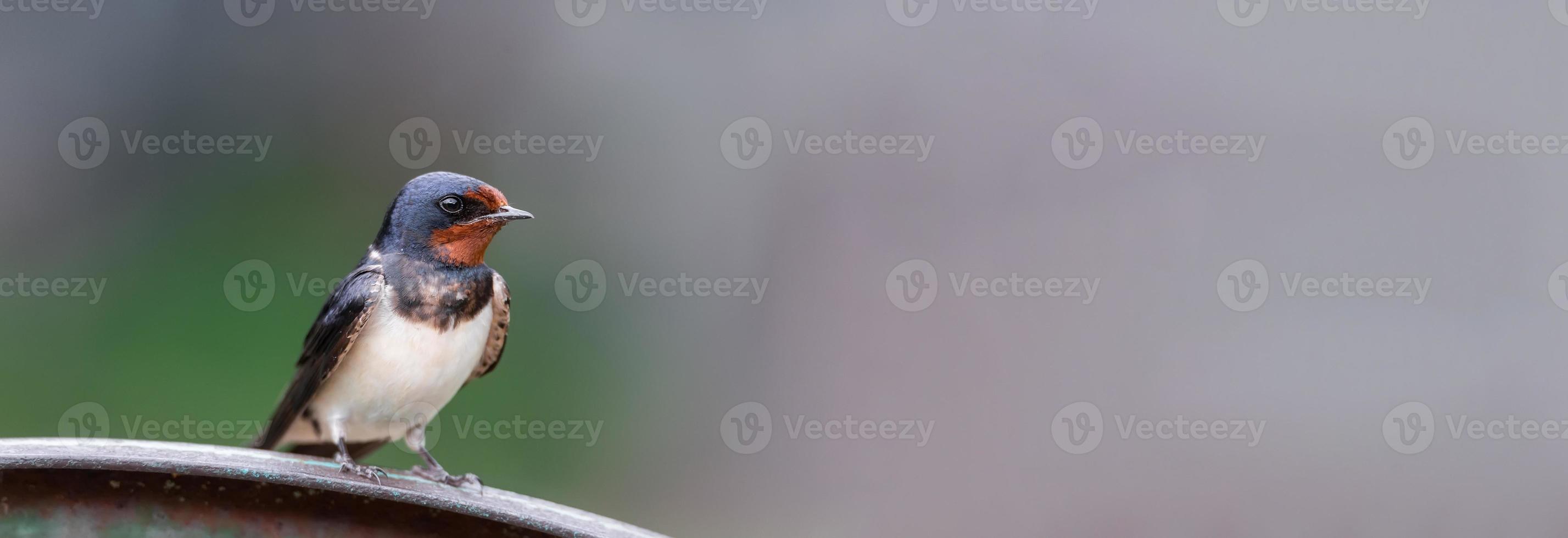 village swallow on the fence.. photo