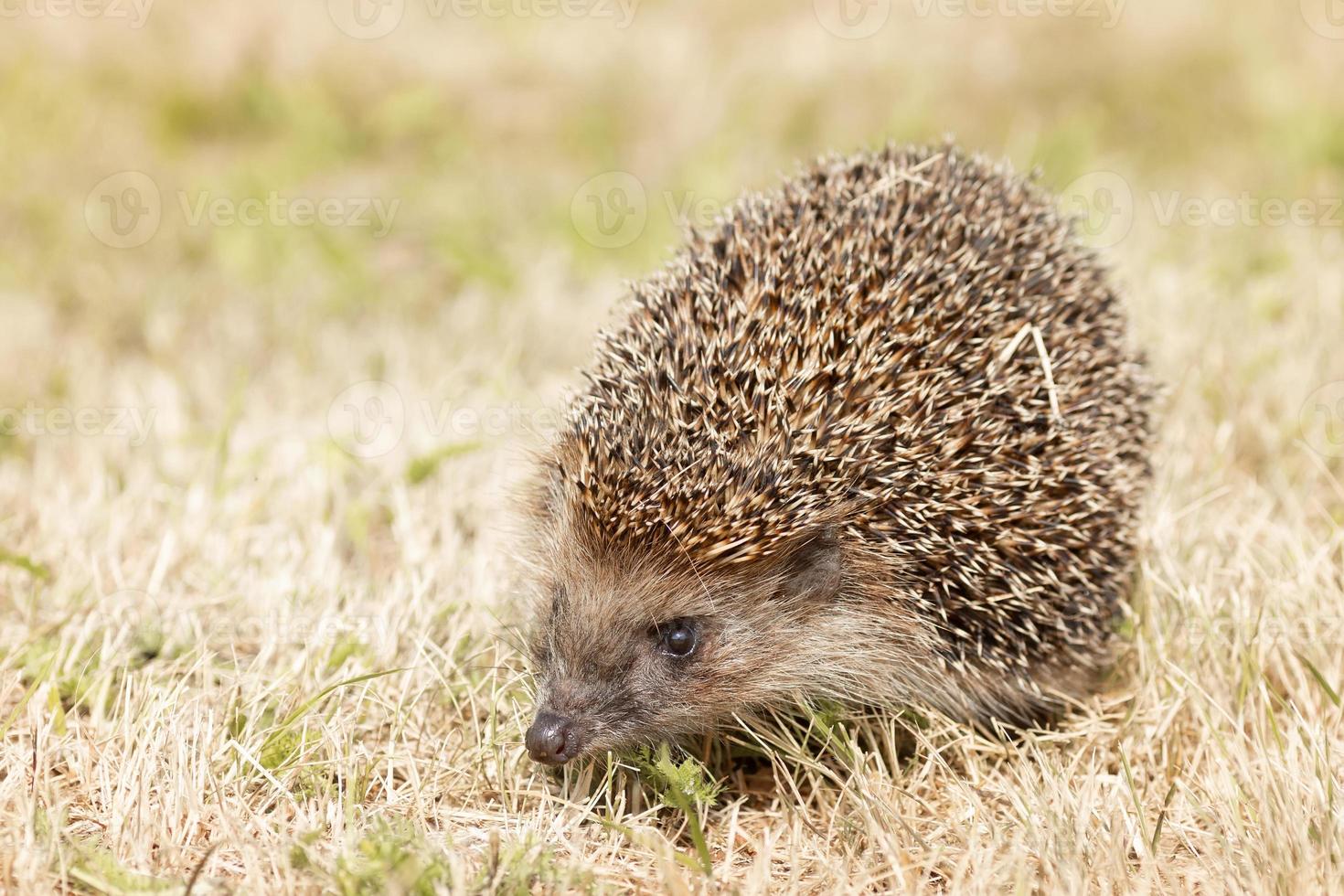 little cute hedgehog in the garden in the green grass. photo