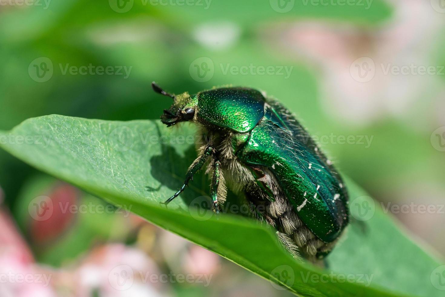 Beetle cetonia aurata sitting on flowers hawthorn close up. Nature background. photo