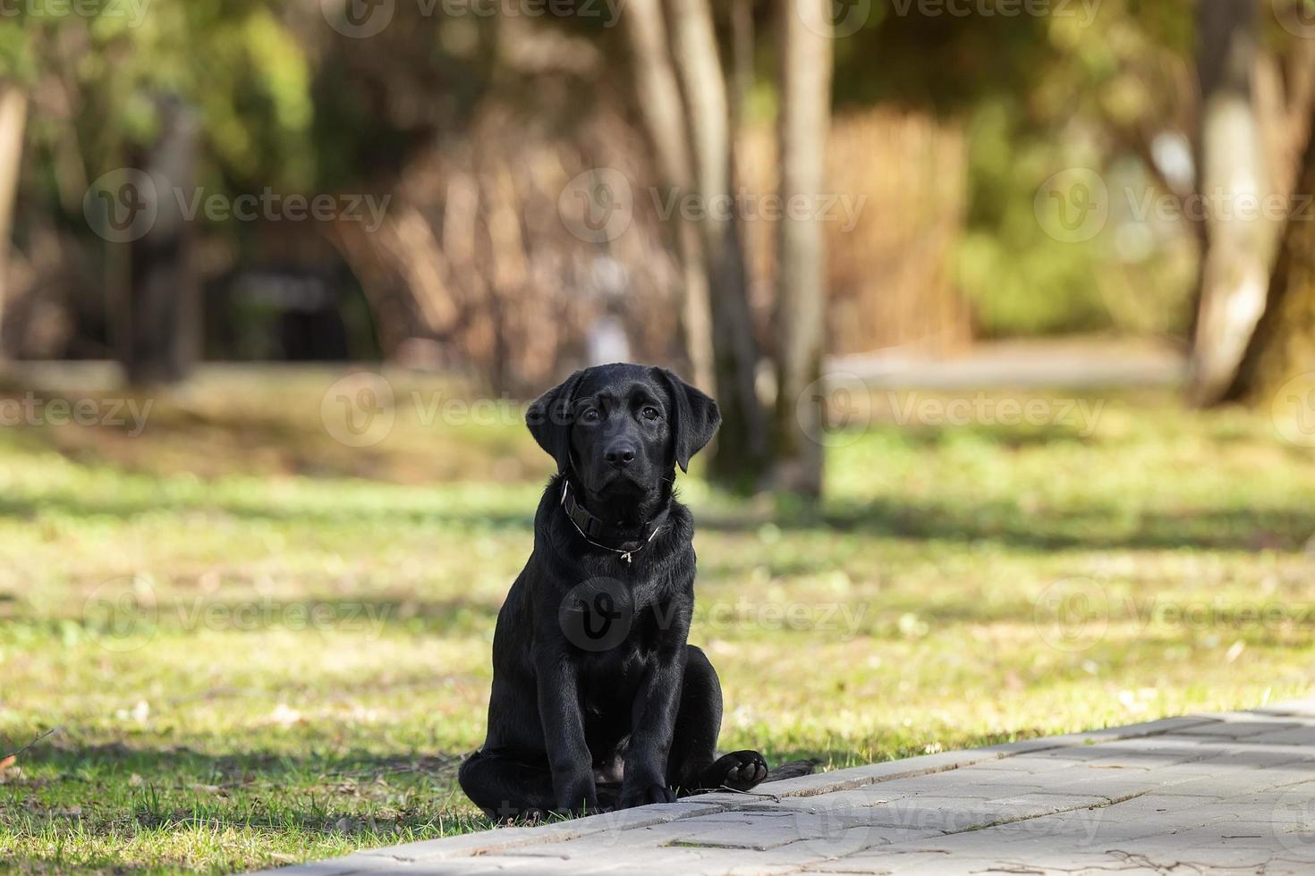 Labrador retriever puppy in grass photo
