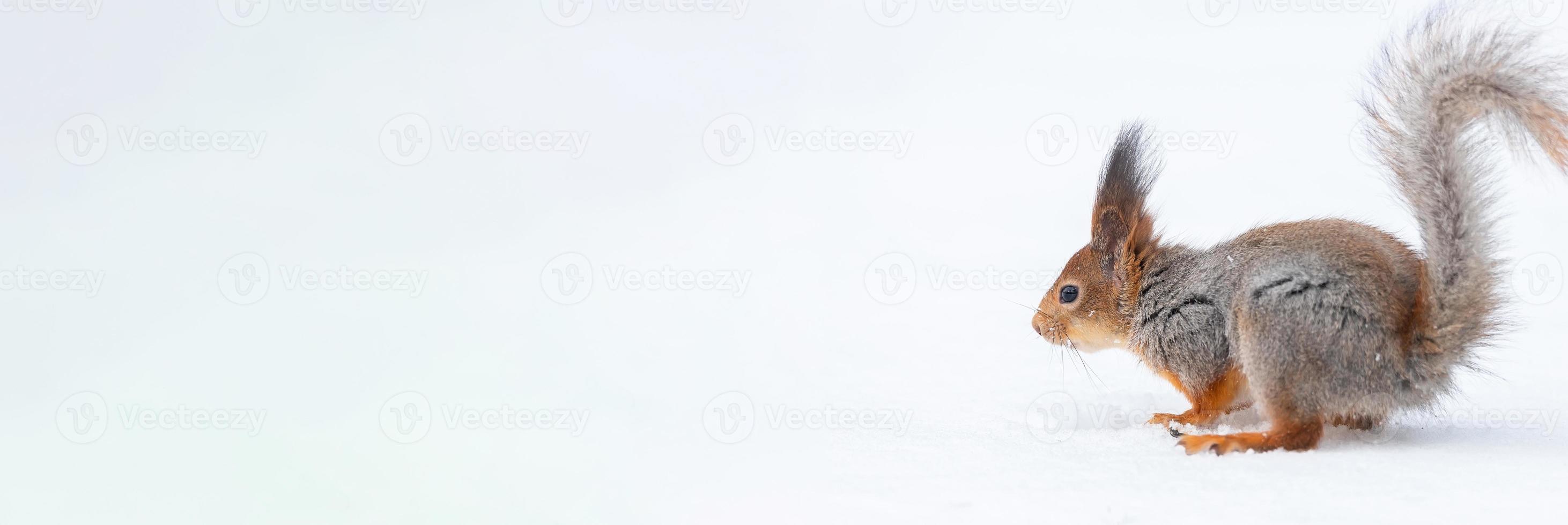 Red squirrel sitting on a tree branch in winter forest and nibbling seeds on snow covered trees background.. photo