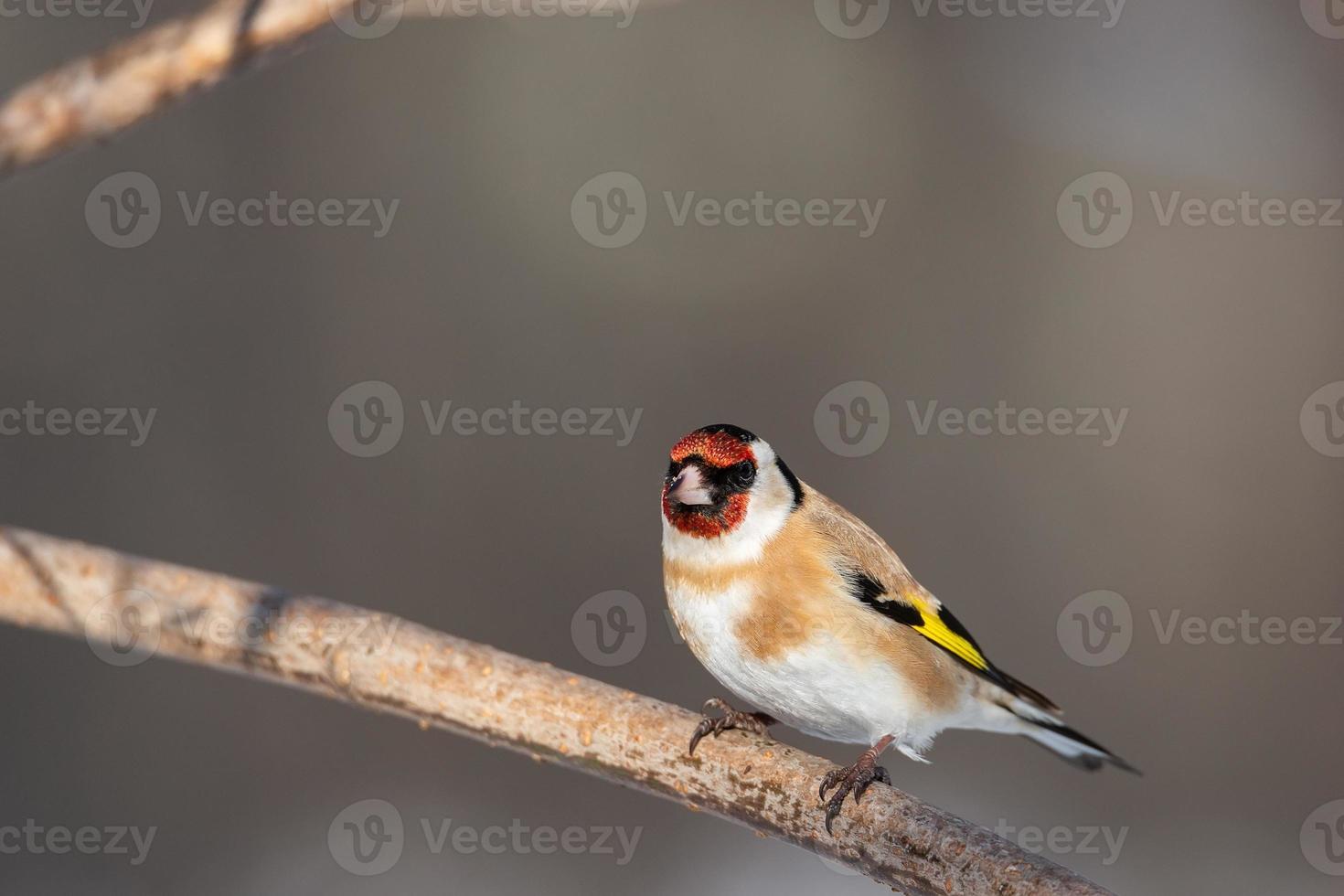 Goldfinch, Carduelis carduelis, perched on wooden perch with blurred natural background photo