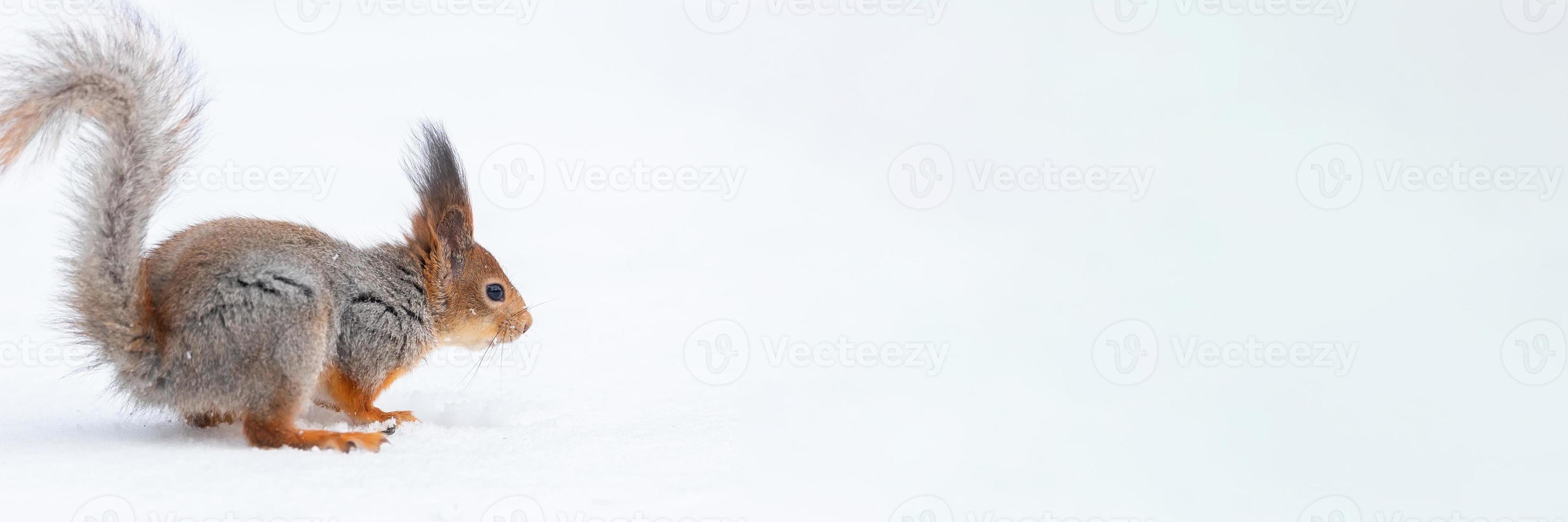 Red squirrel sitting on a tree branch in winter forest and nibbling seeds on snow covered trees background.. photo
