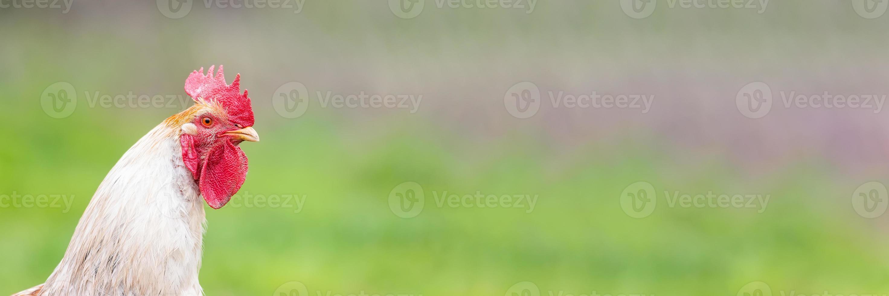 Beautiful Rooster standing on the grass in blurred nature green background.rooster going to crow. photo