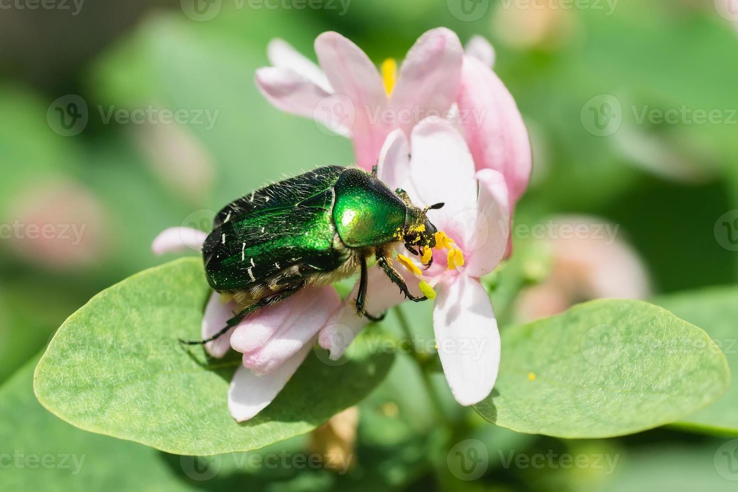 Beetle cetonia aurata sitting on flowers hawthorn close up. Nature background.. photo