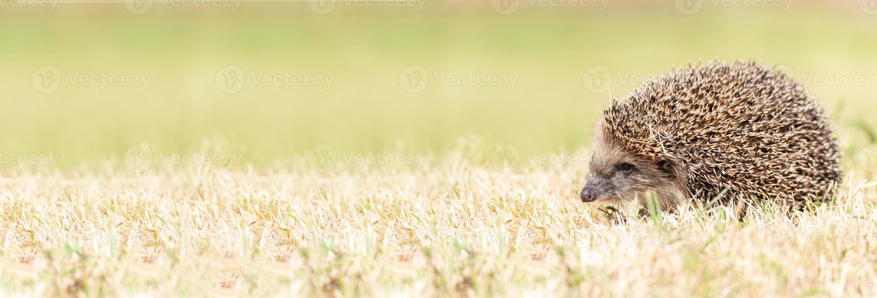 hedgehog on the grass. photo