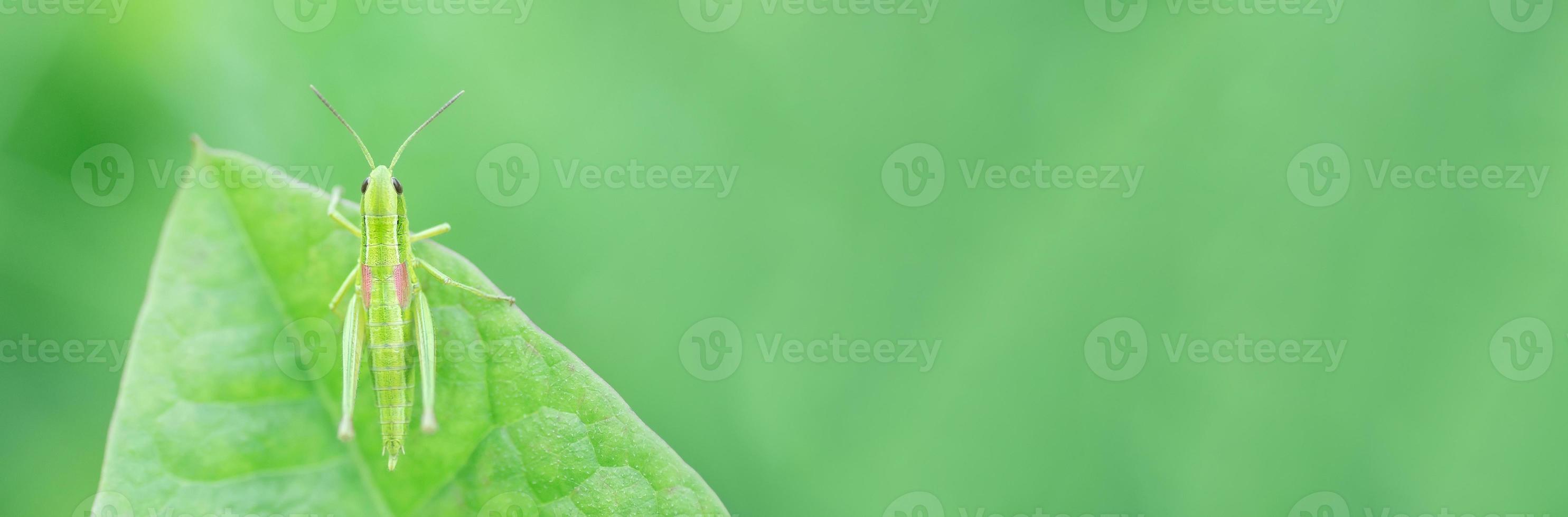 Grasshopper in the grass- close up view photo