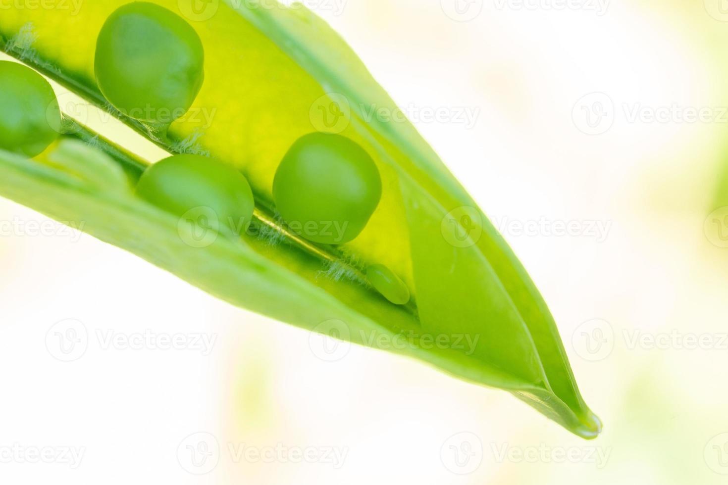 Macro of growing peas in the field, Ripe fresh green peas in organic farm, Green peas hanging in plant photo