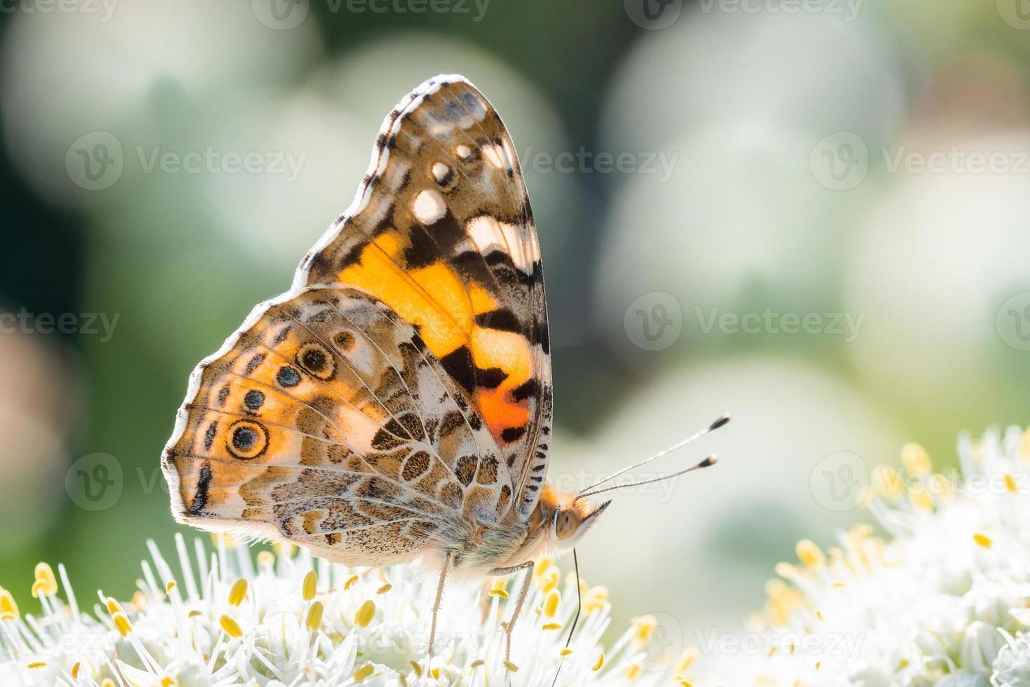 Butterfly on blossom flower in green nature.. photo