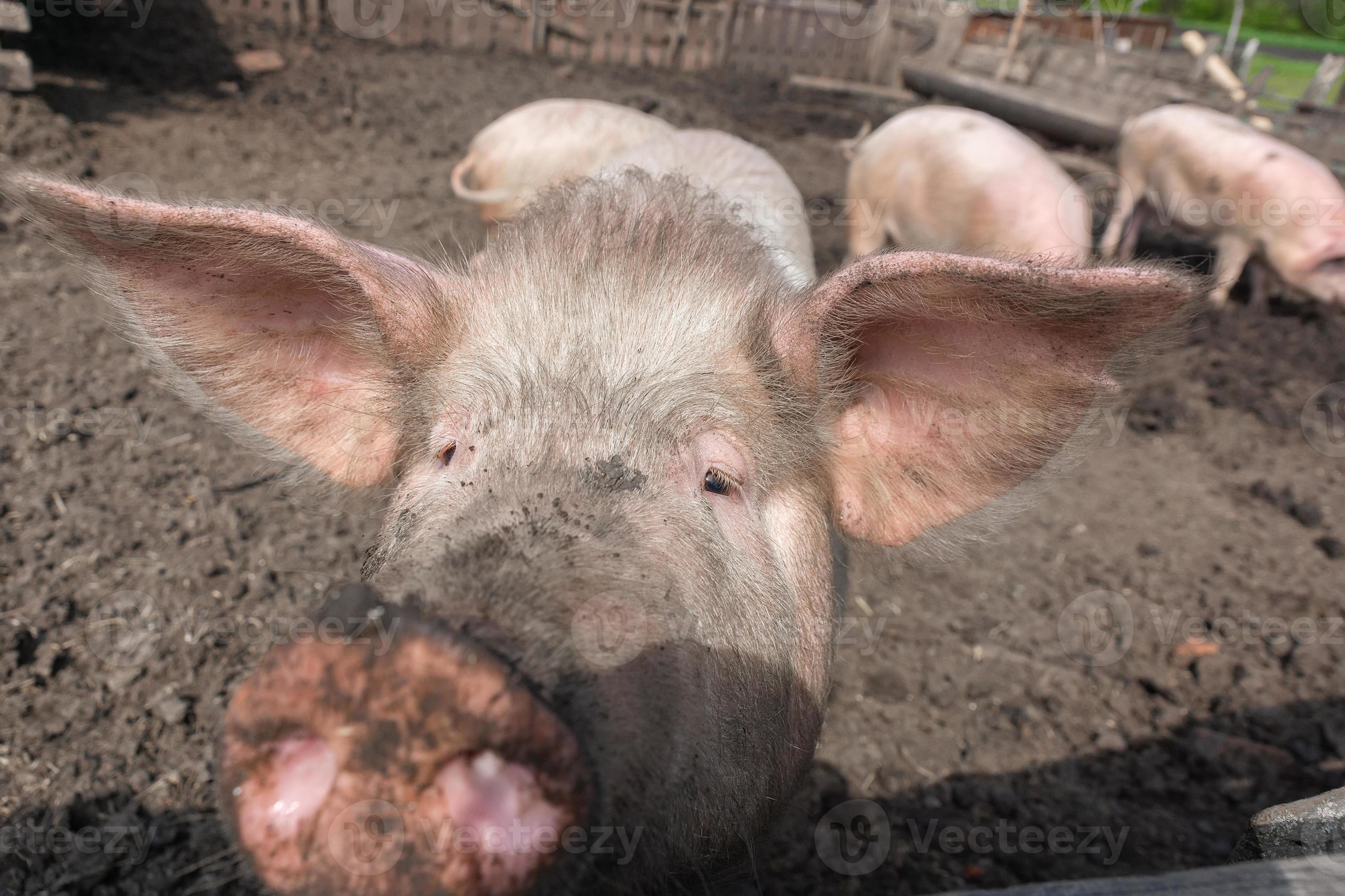 Discover The Untapped Wealth Of Hampshire Pig Farming - 858251c