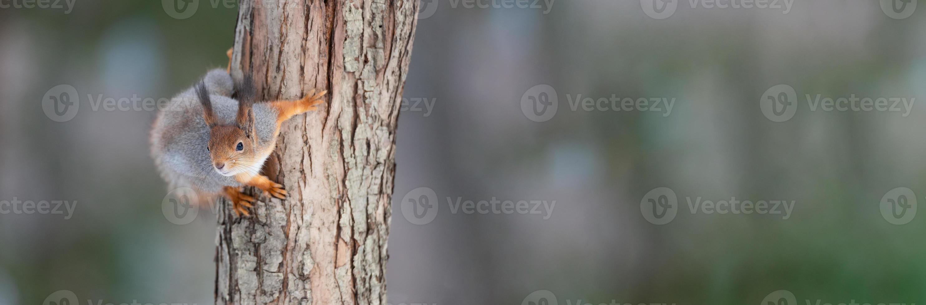 Red squirrel sitting on a tree branch in winter forest and nibbling seeds on snow covered trees background. photo