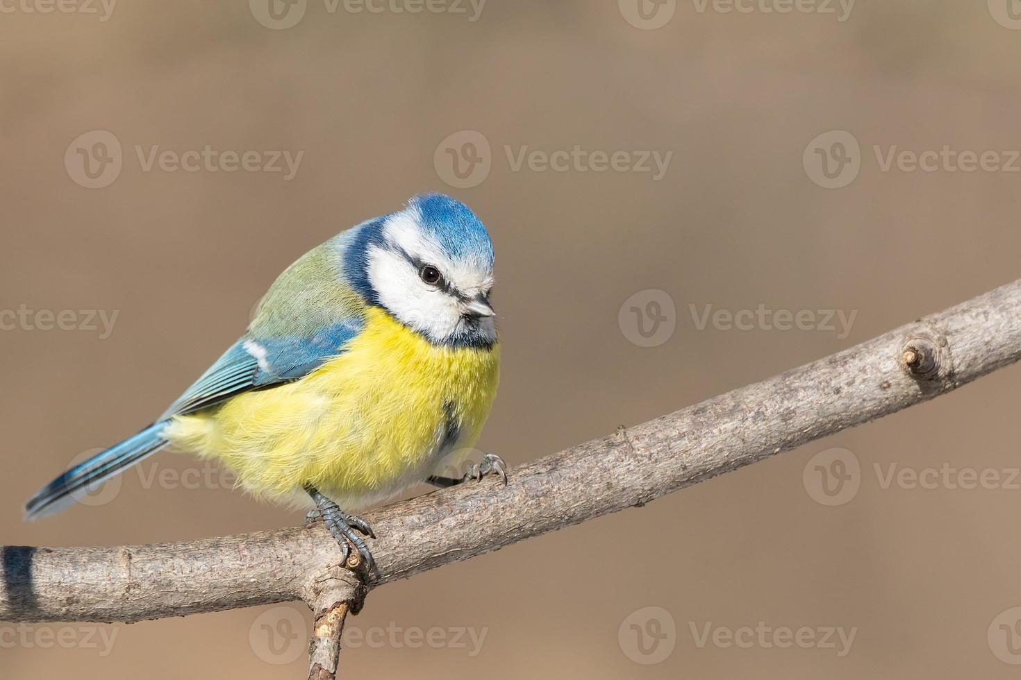 A blue tit Cyanistes caeruleus perched photo