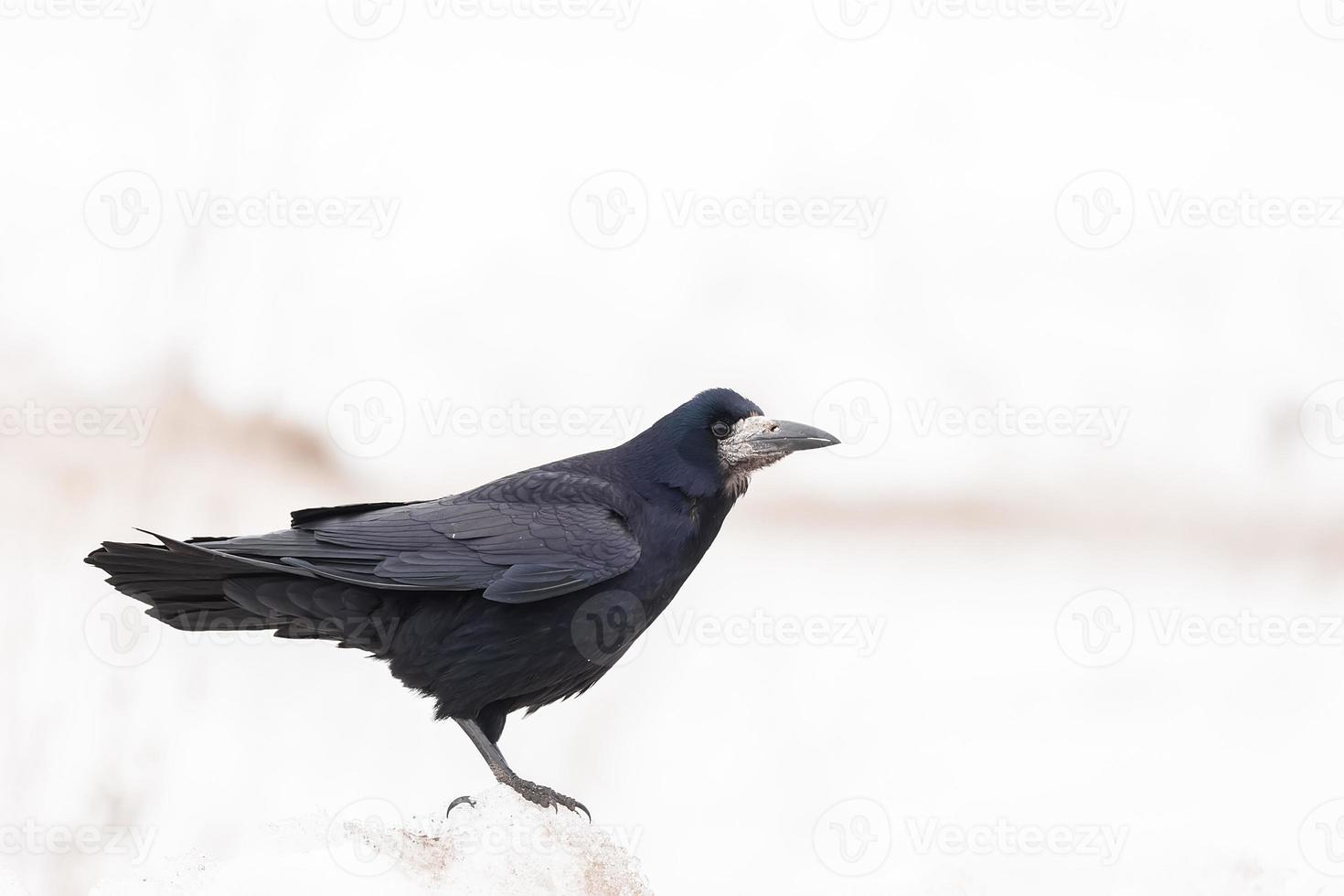 torre, corvus frugilegus. bonita foto de la torre en la nieve.