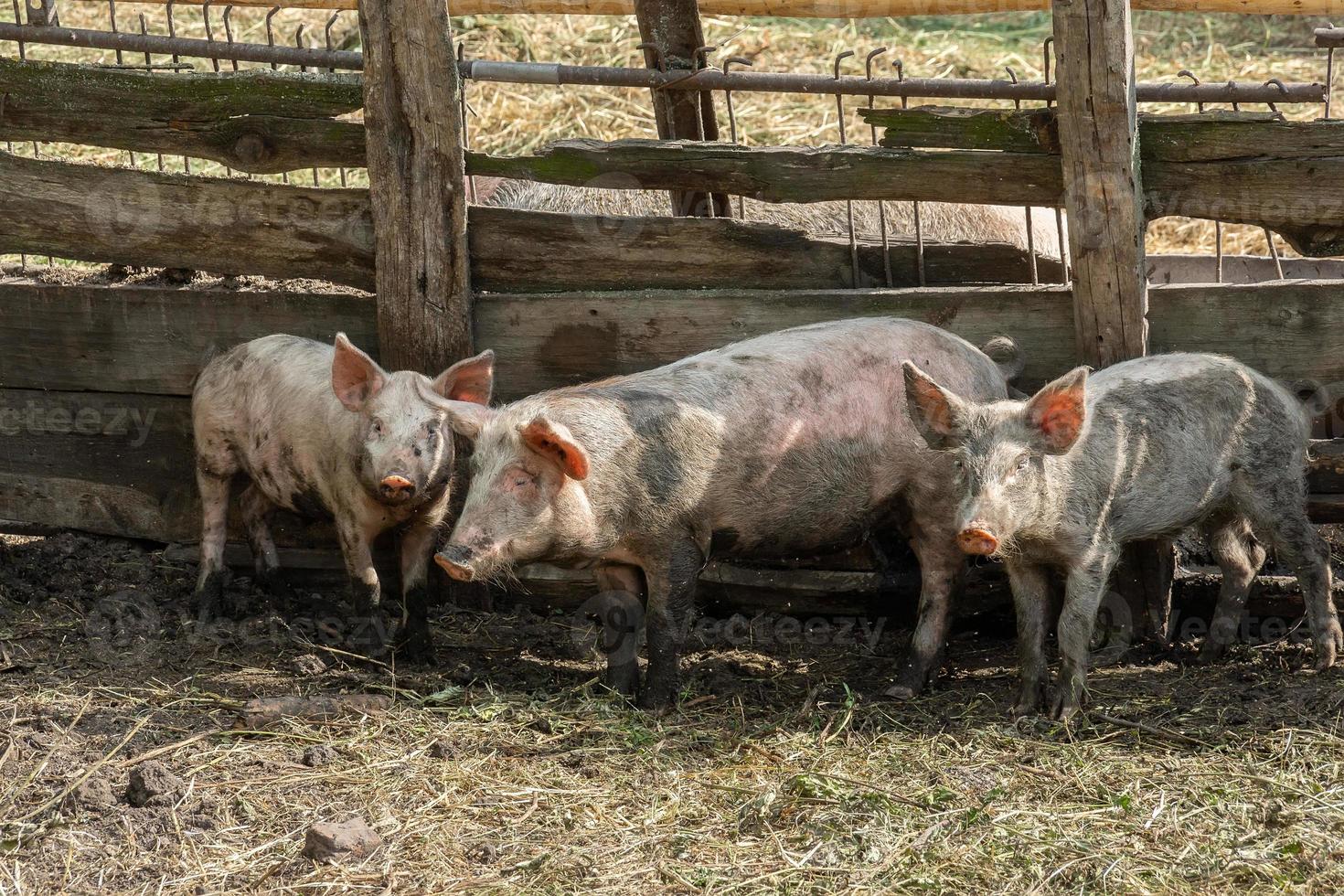 Pig farming raising and breeding of domestic pigs photo