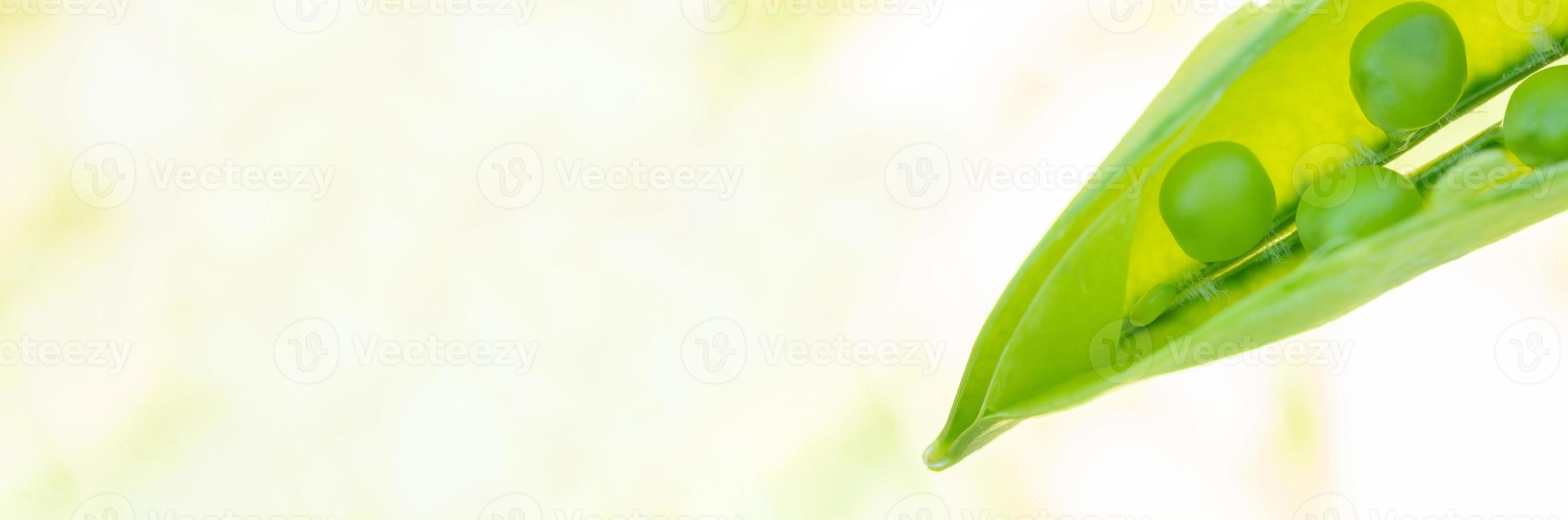 Macro of growing peas in the field, Ripe fresh green peas in organic farm, Green peas hanging in plant photo