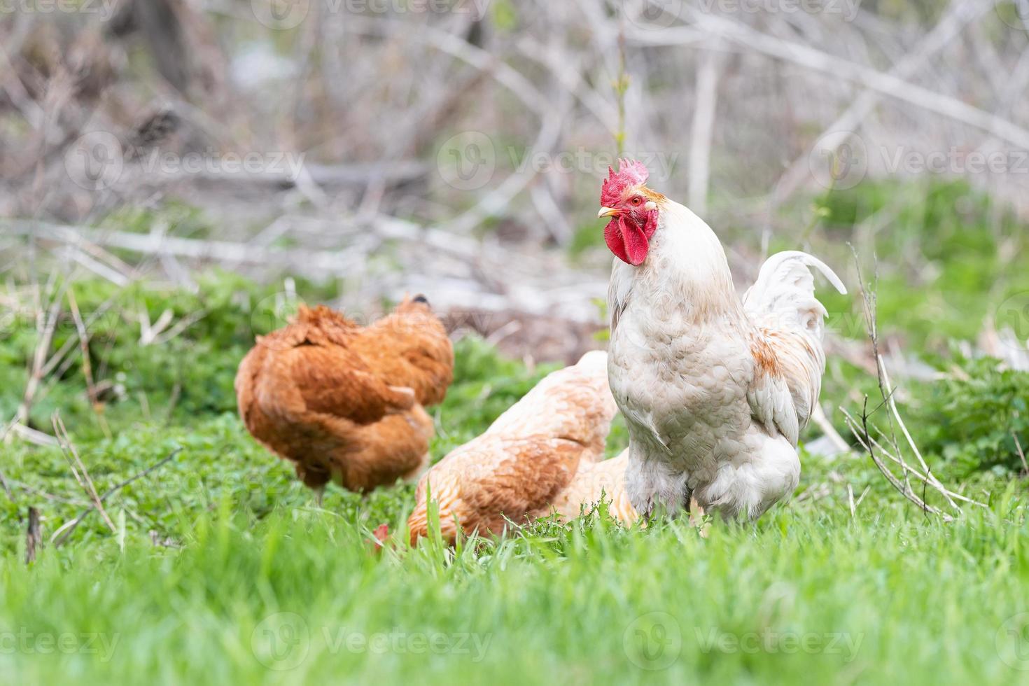 gallo y gallinas. Gallos y gallinas camperas foto