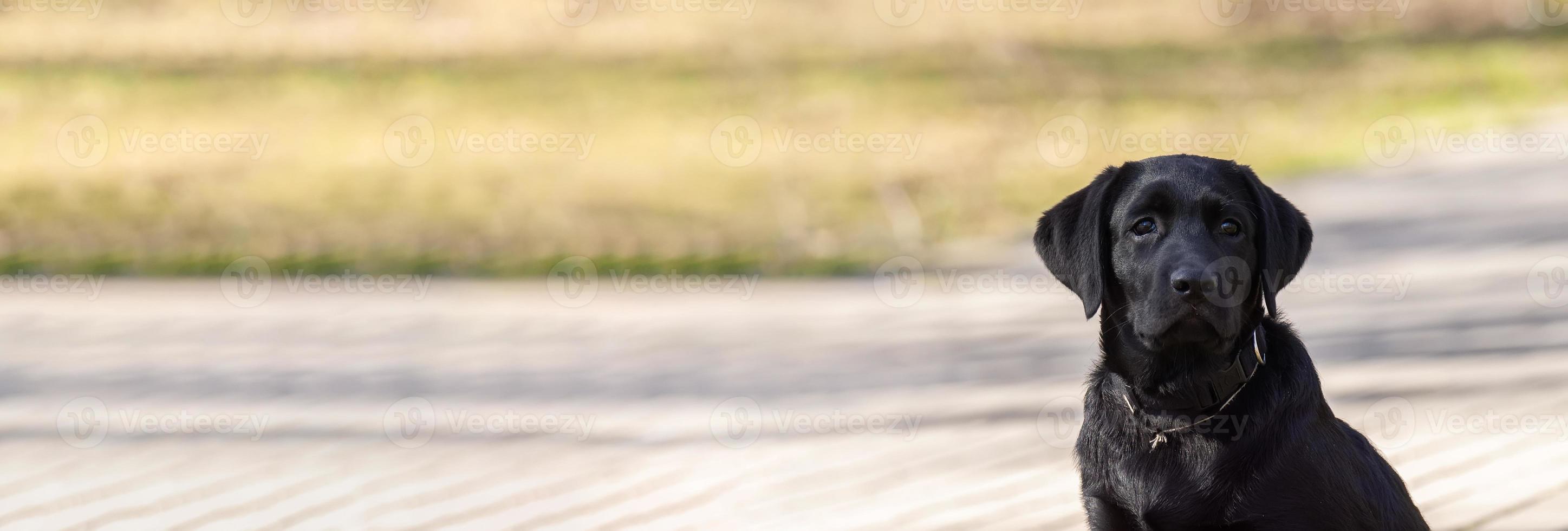 Labrador retriever puppy in grass photo