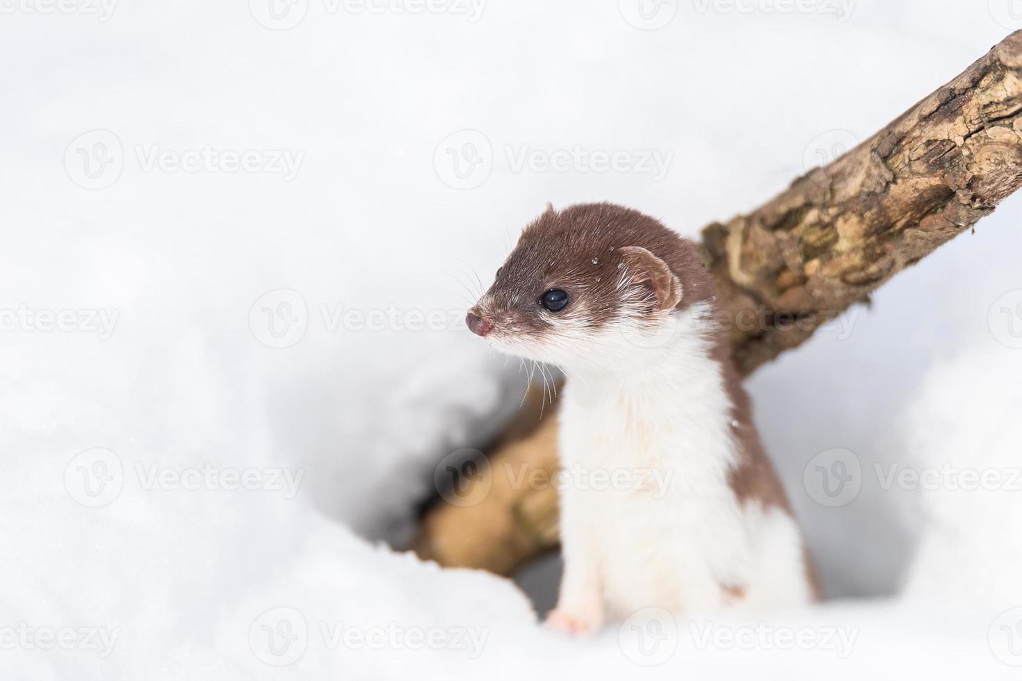 Least Weasel Mustela nivalis in snowy March photo