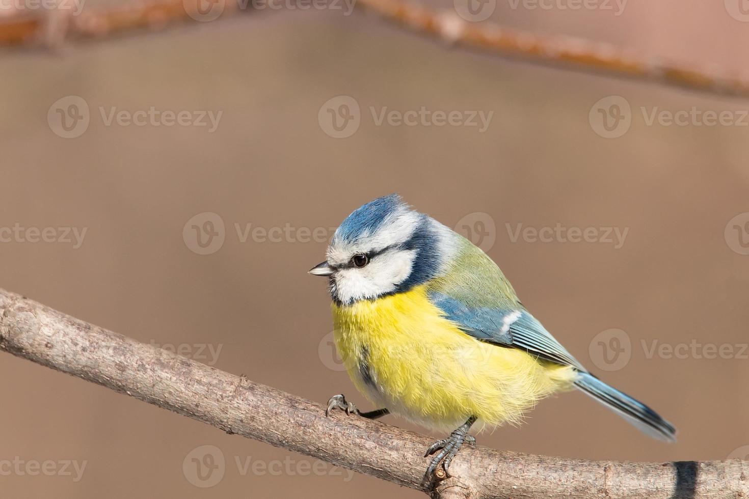 A blue tit Cyanistes caeruleus perched. photo