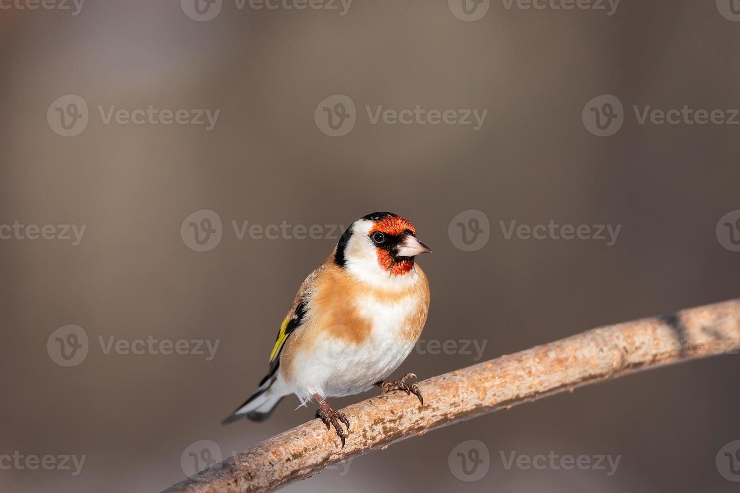 Goldfinch, Carduelis carduelis, perched on wooden perch with blurred natural background. photo