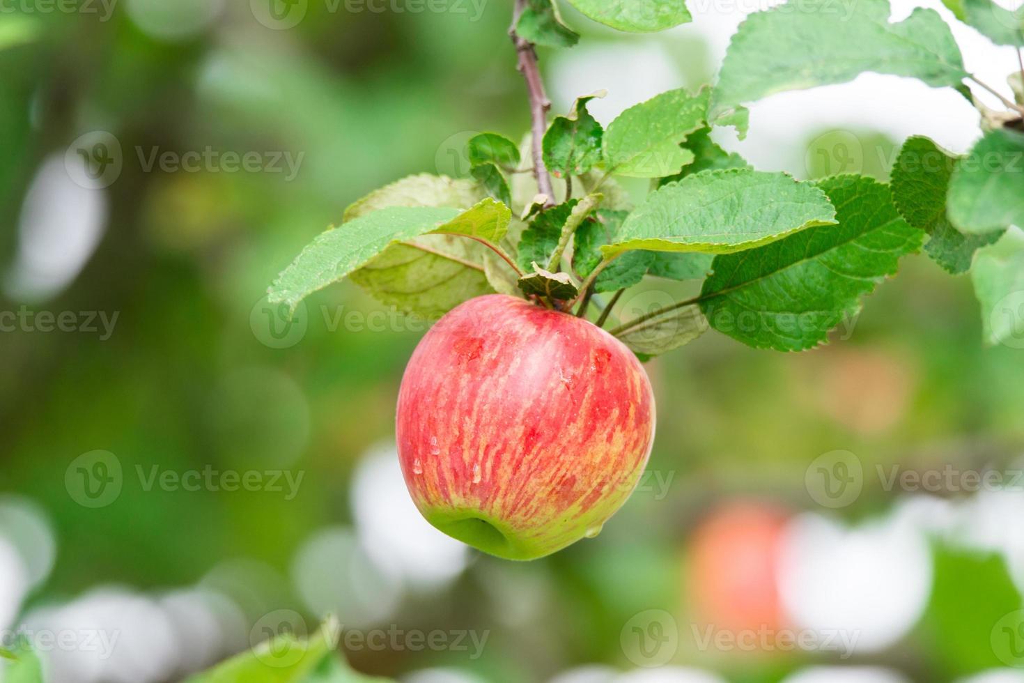 red apples on a tree photo