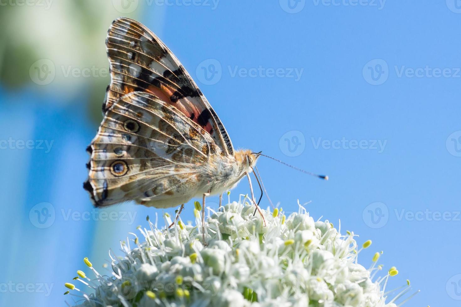 Butterfly on blossom flower in green nature.. photo