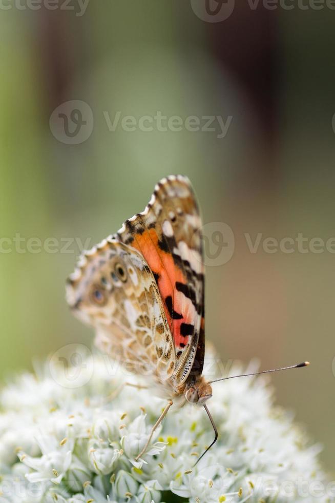 Butterfly on blossom flower in green nature.. photo