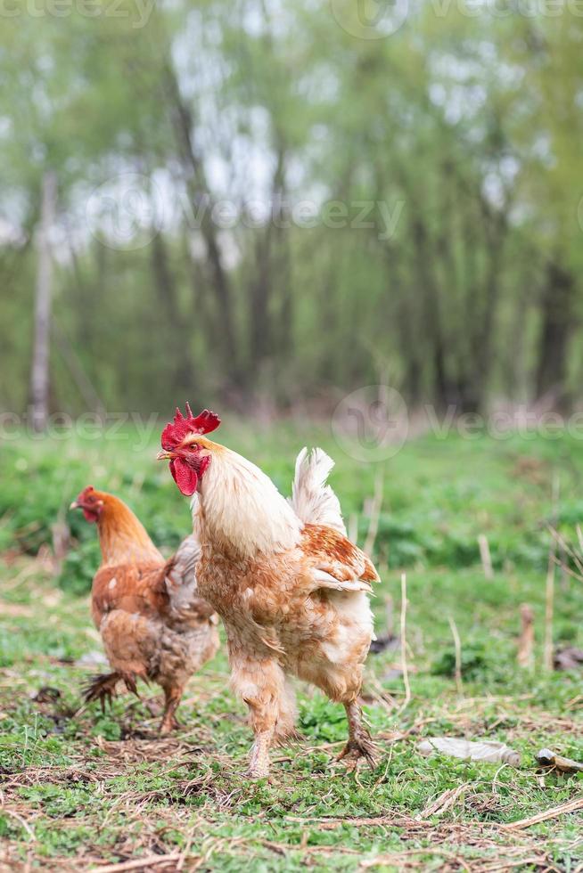 un gallo y una gallina campera en la hierba del campo. foto