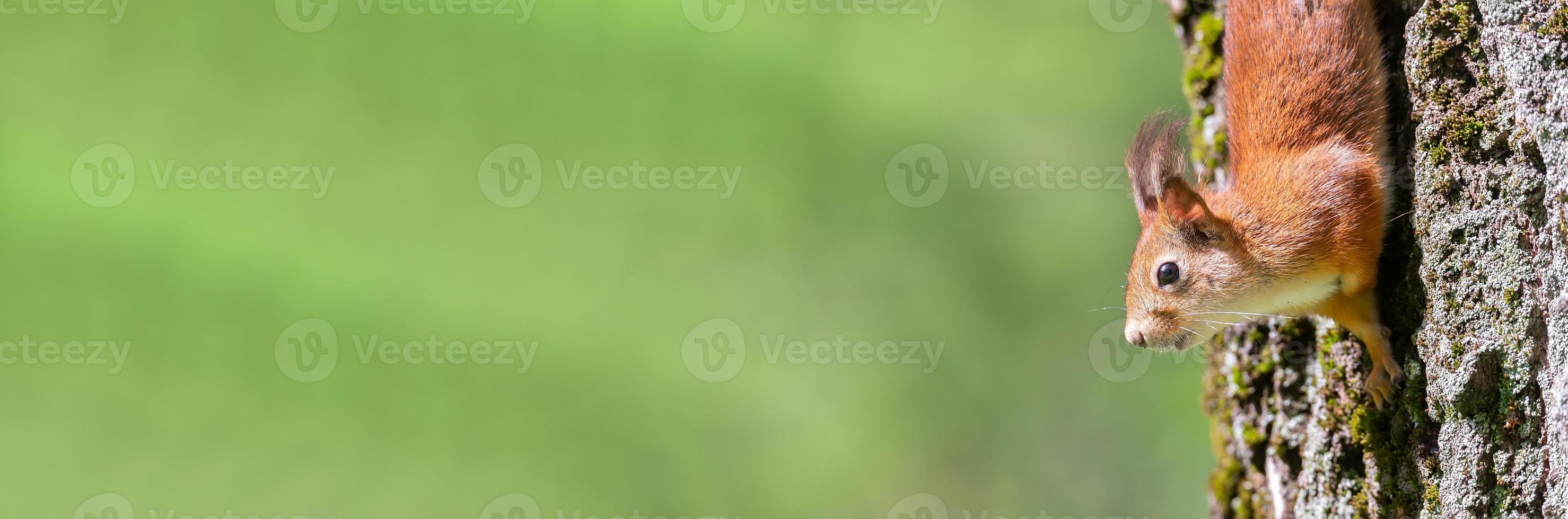 Red squirrel sits in the grass. photo