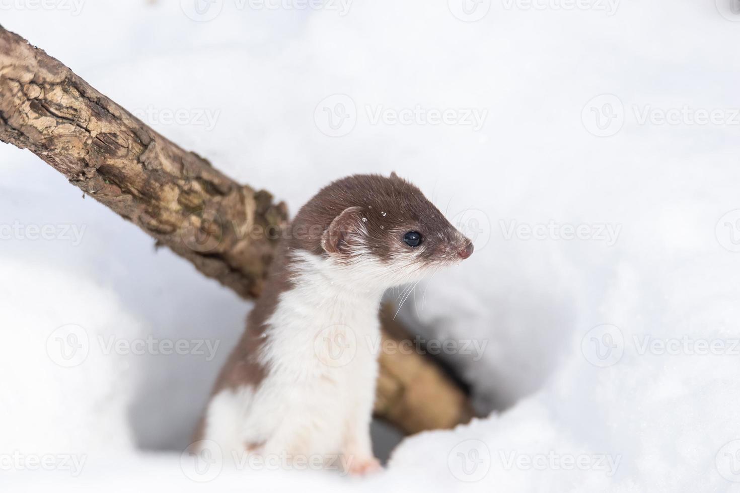 Least Weasel Mustela nivalis in snowy March photo