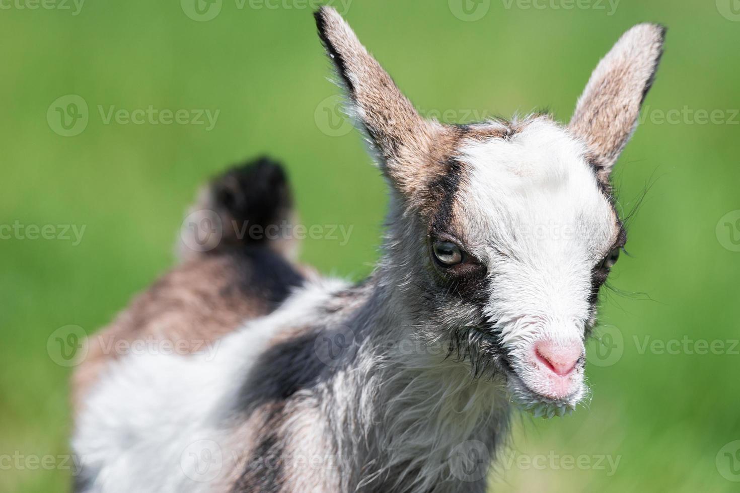 Cabrito blanco sobre hierba verde en un día soleado foto