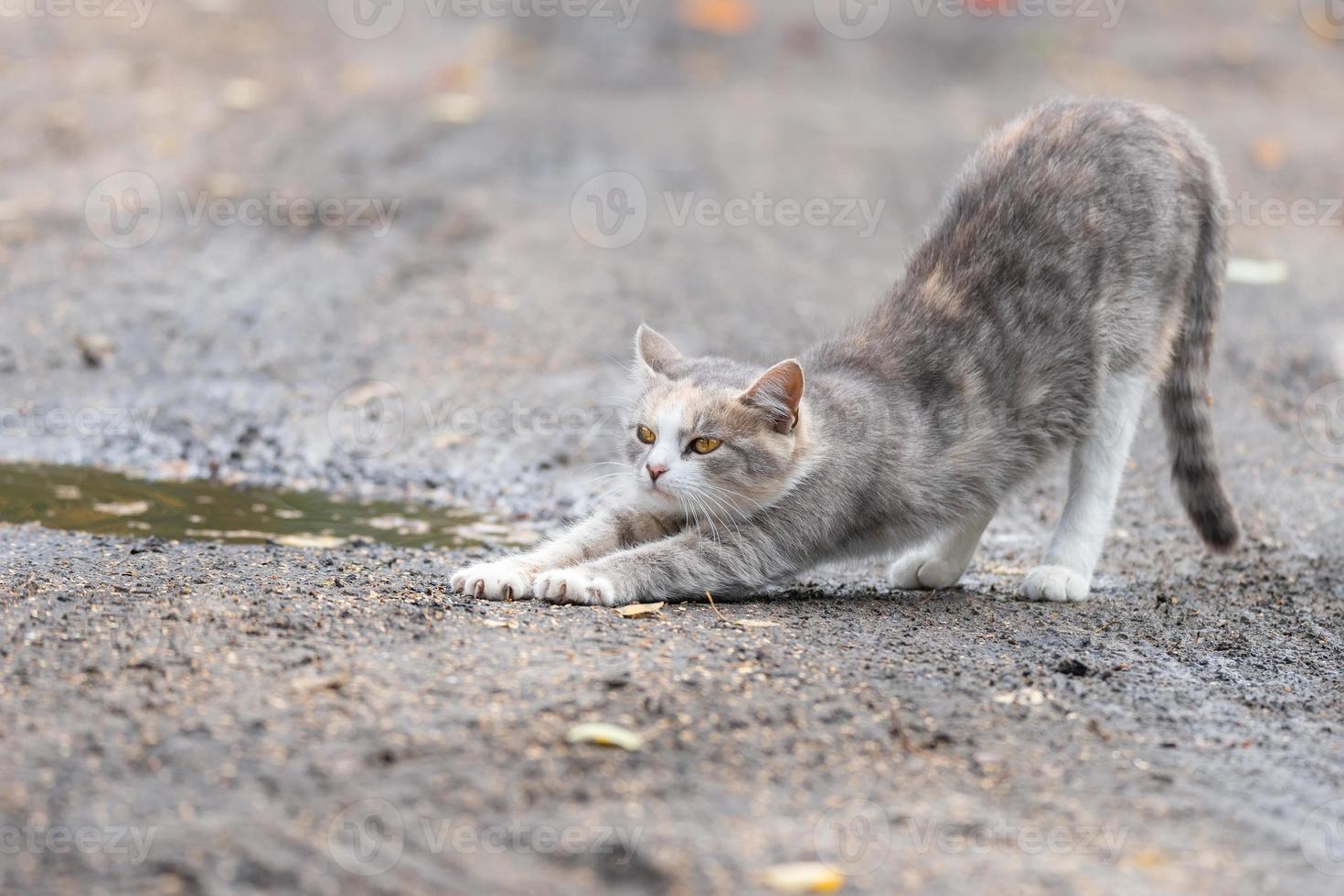 little Cute grey fluffy kitten outdoors. kitten first steps... photo