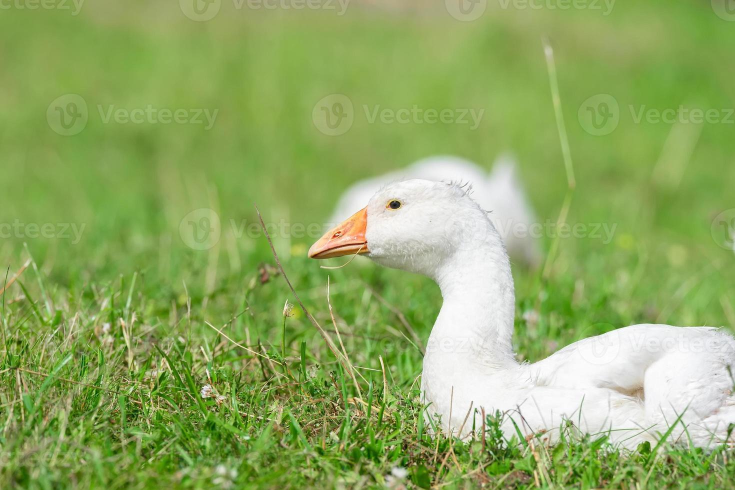 side view of white goose standing on green grass. photo