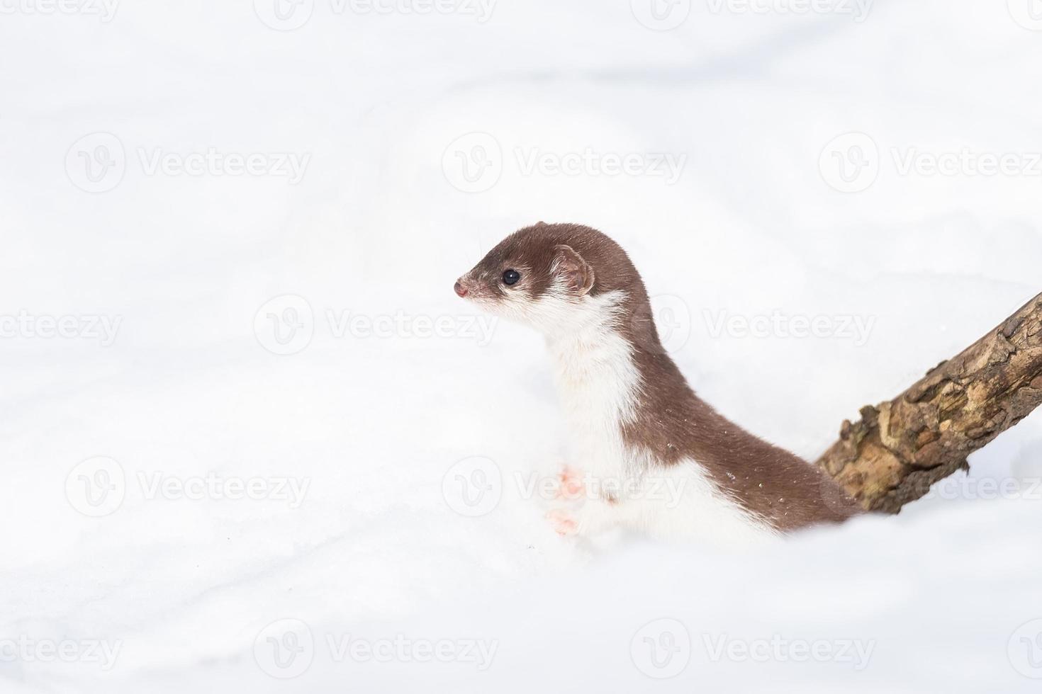 Least Weasel Mustela nivalis in snowy March photo